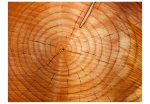 Fototapeta – Annual rings on a tree trunk Fototapeta – Annual rings on a tree trunk