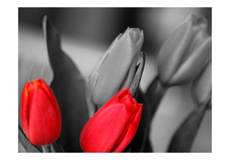 Fototapeta – Red tulips on black and white background Fototapeta – Red tulips on black and white background