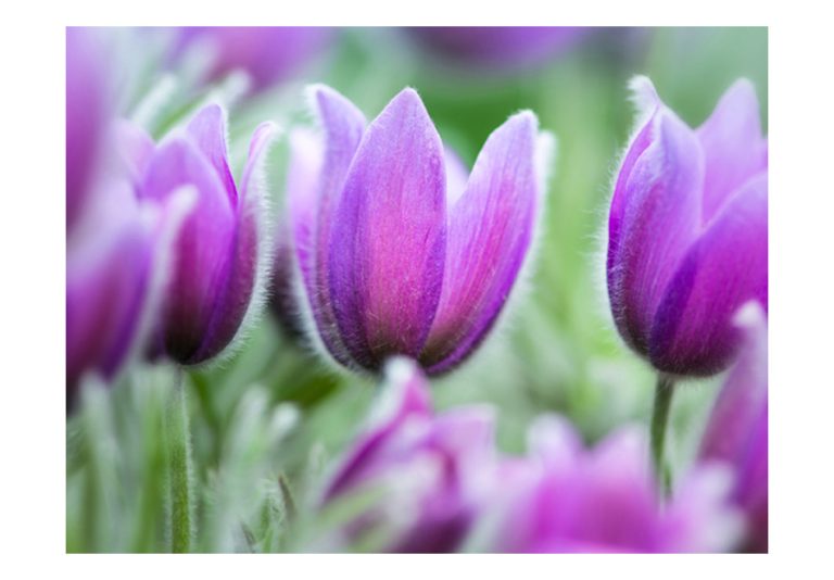 Fototapeta – Purple spring tulips Fototapeta – Purple spring tulips