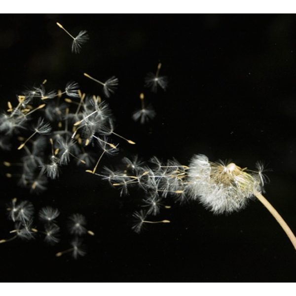 Fototapeta – Dandelion seeds carried by the wind Fototapeta – Dandelion seeds carried by the wind