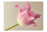 Fototapeta – Pink tulip Fototapeta – Pink tulip