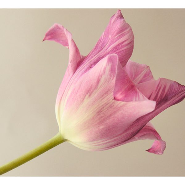 Fototapeta – Pink tulip Fototapeta – Pink tulip