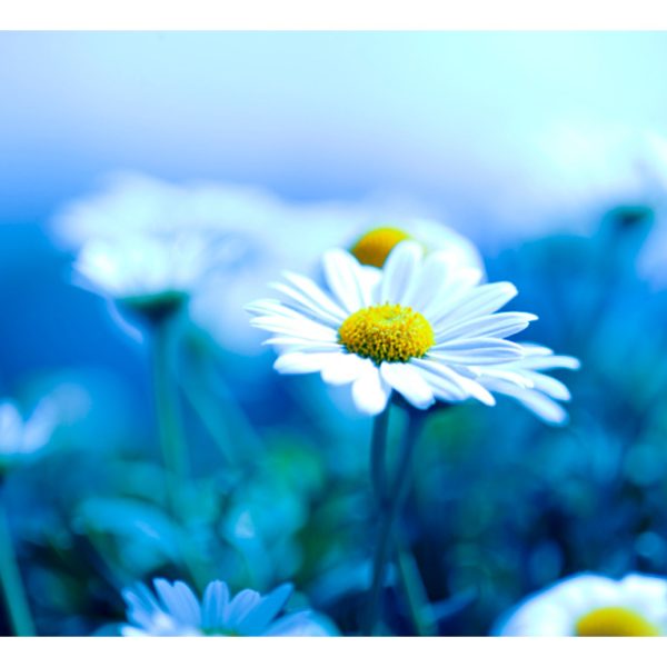 Fototapeta – Daisy on a blue meadow Fototapeta – Daisy on a blue meadow