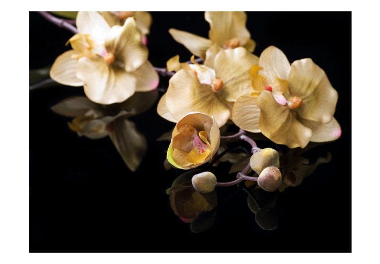 Fototapeta – Orchids in ecru color Fototapeta – Orchids in ecru color