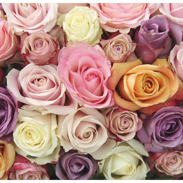 Fototapeta – Pastel roses Fototapeta – Pastel roses