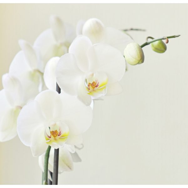 Fototapeta – White orchid Fototapeta – White orchid