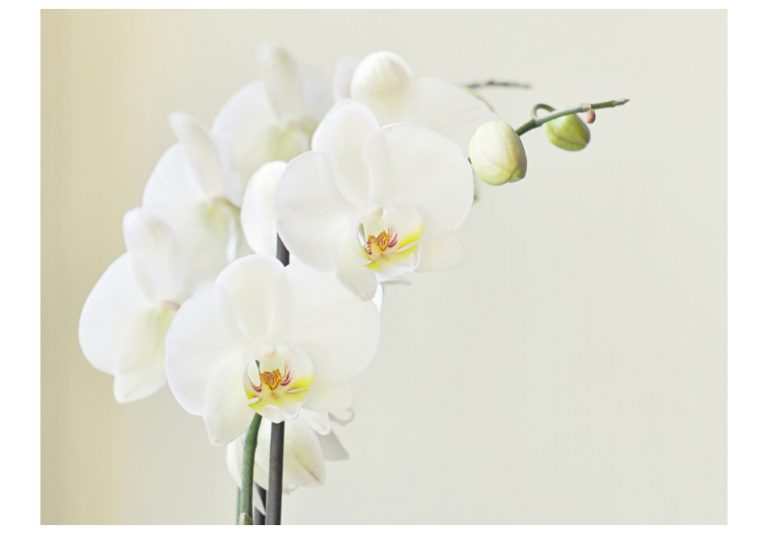 Fototapeta – White orchid Fototapeta – White orchid