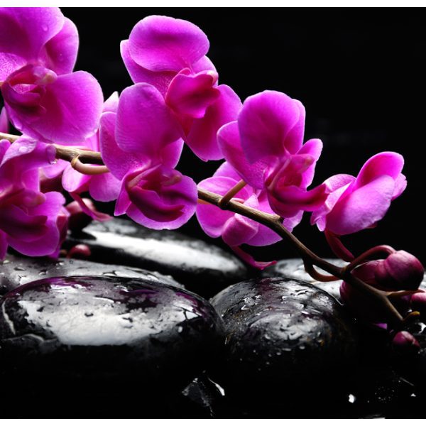 Fototapeta – Relaxing moment: orchid flower and stones Fototapeta – Relaxing moment: orchid flower and stones