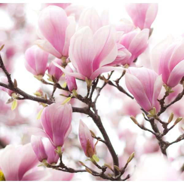 Fototapeta – Magnolia bloosom Fototapeta – Magnolia bloosom