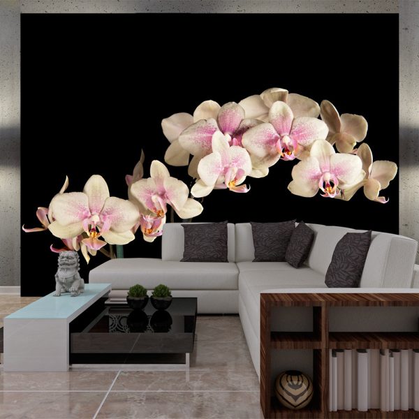 Fototapeta – Blooming orchids Fototapeta – Blooming orchids
