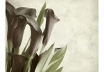 Fototapeta – Dark purple calla lilies – old paper background Fototapeta – Dark purple calla lilies – old paper background