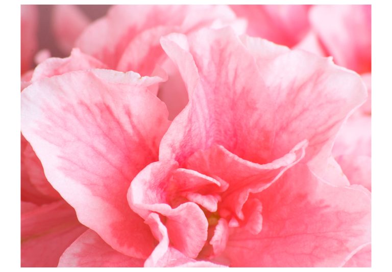 Fototapeta – Pink azalea flowers Fototapeta – Pink azalea flowers