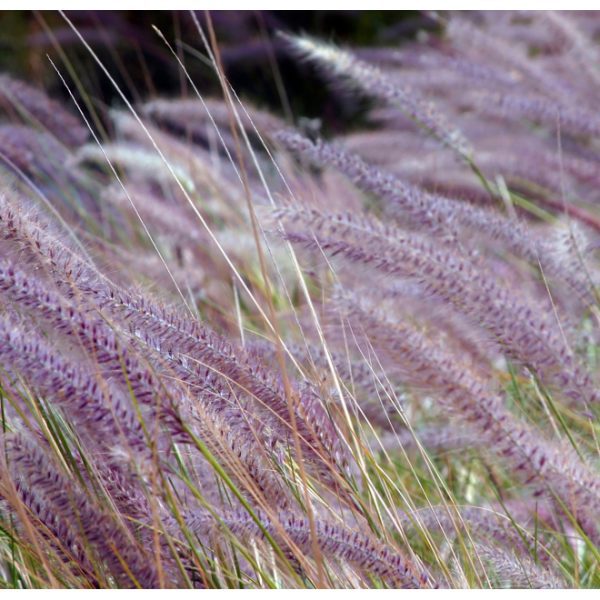 Fototapeta – Green field and purple flowers Fototapeta – Green field and purple flowers