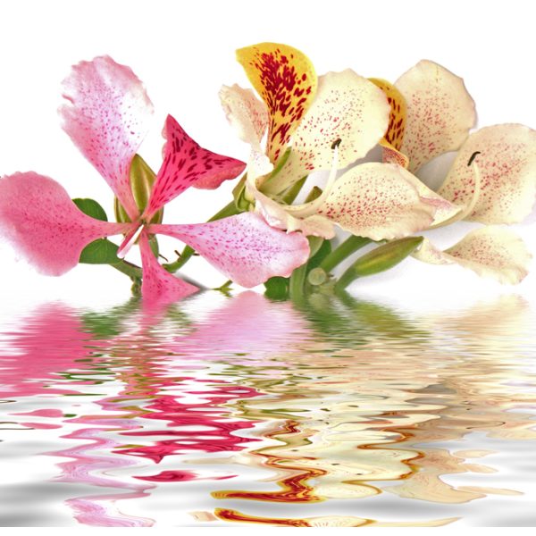 Fototapeta – Tropical flowers – orchid tree (bauhinia) Fototapeta – Tropical flowers – orchid tree (bauhinia)
