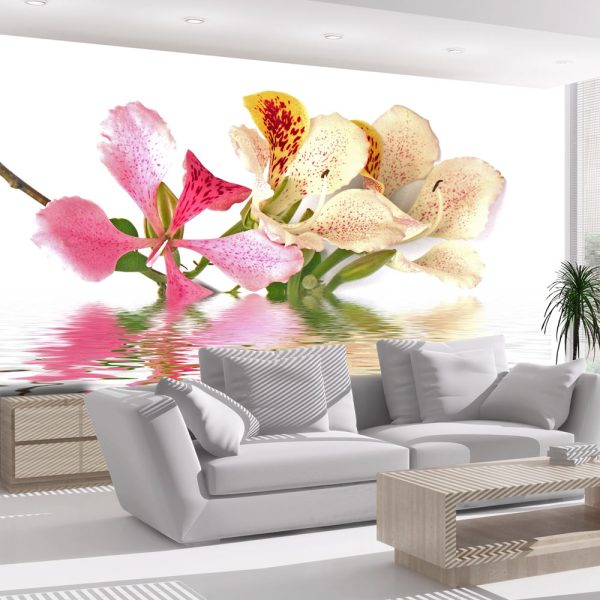 Fototapeta – Tropical flowers – orchid tree (bauhinia) Fototapeta – Tropical flowers – orchid tree (bauhinia)