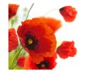 Fototapeta – Poppies on the wihite background Fototapeta – Poppies on the wihite background