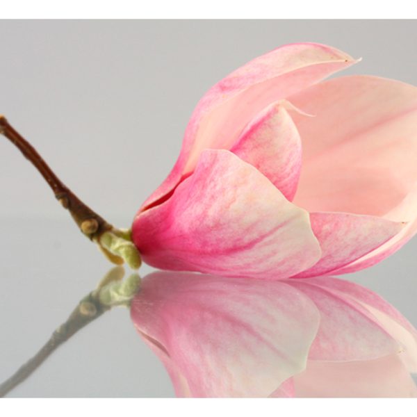 Fototapeta – A lonely magnolia flower Fototapeta – A lonely magnolia flower
