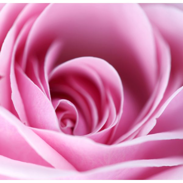 Fototapeta – Pink rose Fototapeta – Pink rose