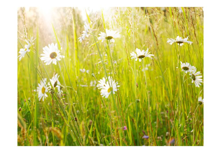 Fototapeta – Daisy field Fototapeta – Daisy field