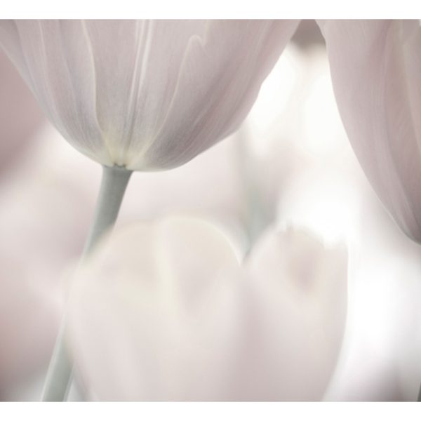 Fototapeta – Tulips fine art – black and white Fototapeta – Tulips fine art – black and white