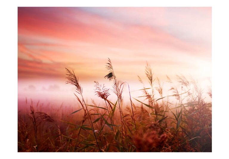 Fototapeta – Morning meadow Fototapeta – Morning meadow