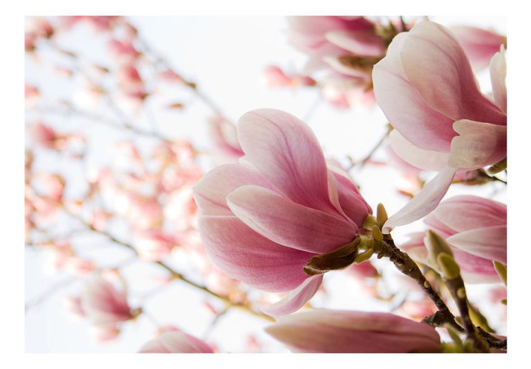 Fototapeta – Pink magnolia Fototapeta – Pink magnolia