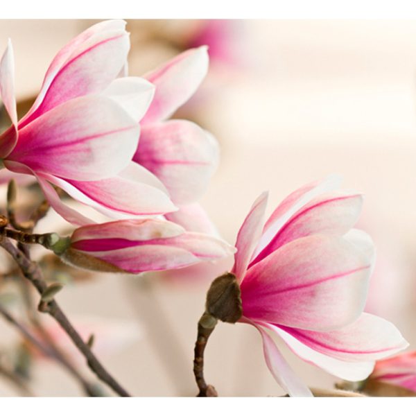 Fototapeta – Branch of magnolia tree Fototapeta – Branch of magnolia tree