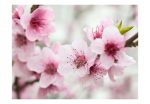 Fototapeta – Spring, blooming tree – pink flowers Fototapeta – Spring, blooming tree – pink flowers