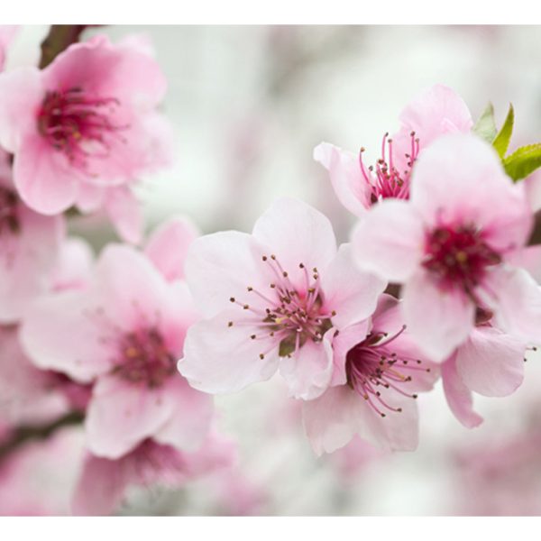 Fototapeta – Spring, blooming tree – pink flowers Fototapeta – Spring, blooming tree – pink flowers