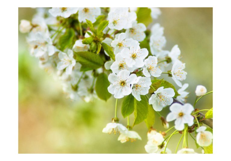 Fototapeta – Beautiful delicate cherry blossoms Fototapeta – Beautiful delicate cherry blossoms