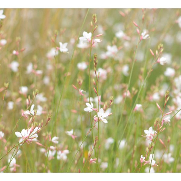 Fototapeta – White delicate flowers Fototapeta – White delicate flowers