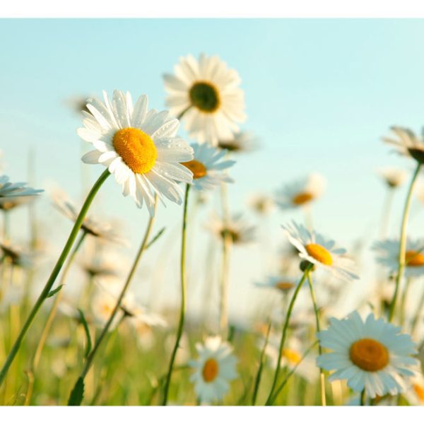 Fototapeta – Daisies – spring meadow Fototapeta – Daisies – spring meadow