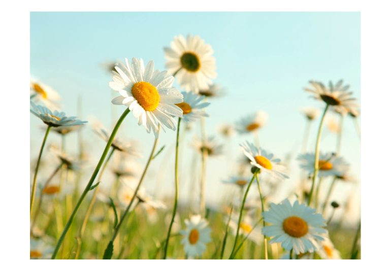 Fototapeta – Daisies – spring meadow Fototapeta – Daisies – spring meadow