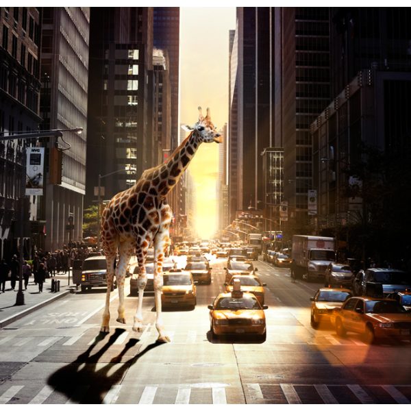 Fototapeta – Giraffe in the big city Fototapeta – Giraffe in the big city