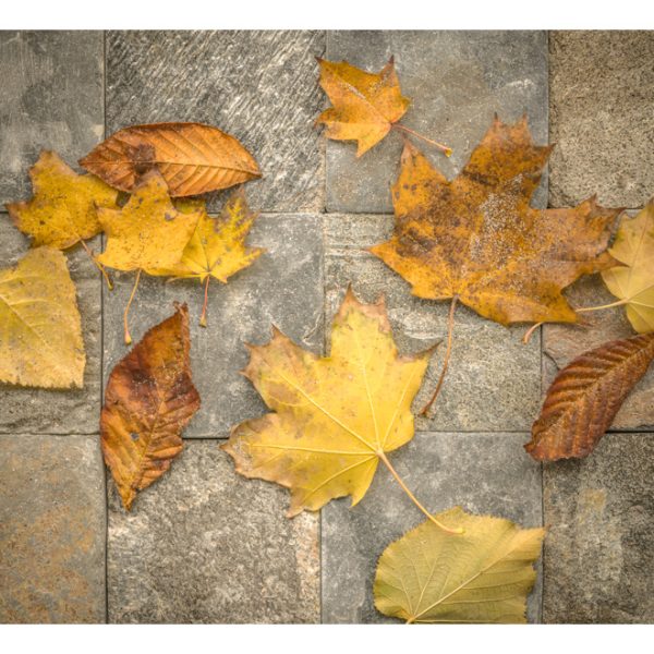 Fototapeta – Harbinger of autumn Fototapeta – Harbinger of autumn