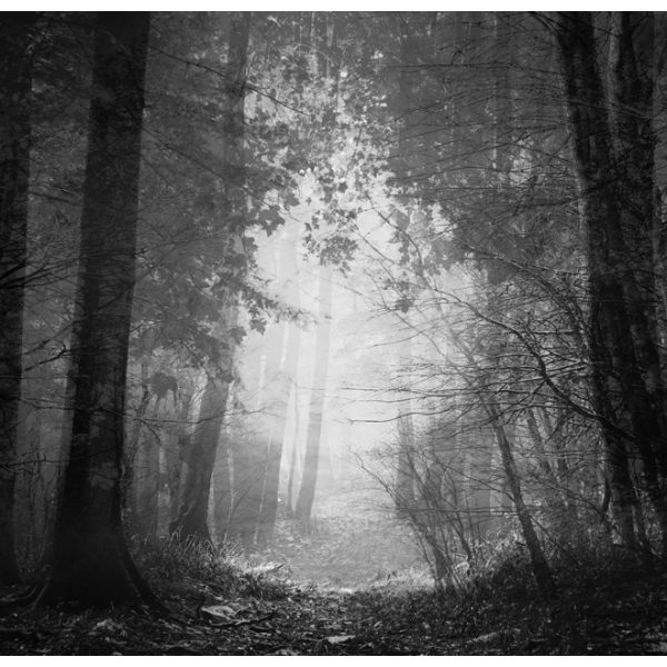 Fototapeta – Forest of shadows Fototapeta – Forest of shadows