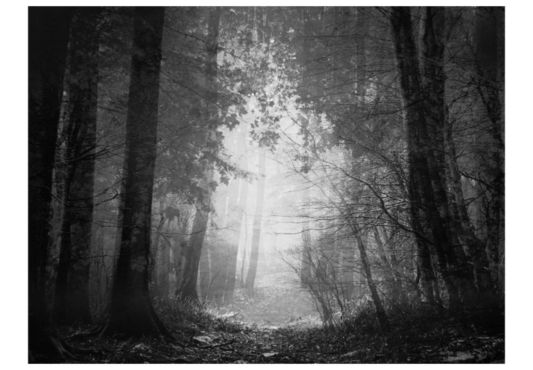 Fototapeta – Forest of shadows Fototapeta – Forest of shadows