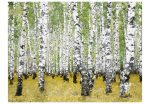 Fototapeta – In birch grove… Fototapeta – In birch grove…