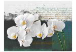 Fototapeta – Orchid – poet’s inspiration Fototapeta – Orchid – poet’s inspiration