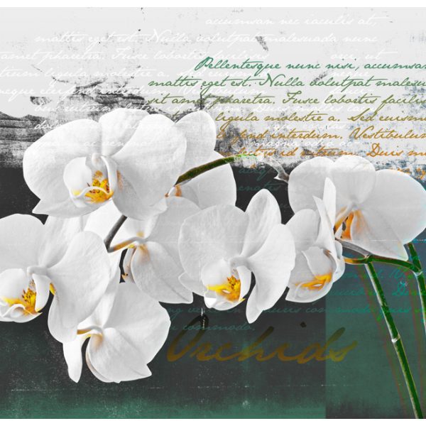 Fototapeta – Orchid – poet’s inspiration Fototapeta – Orchid – poet’s inspiration