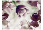 Fototapeta – Heavenly tulips Fototapeta – Heavenly tulips
