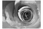 Fototapeta – Paper rose Fototapeta – Paper rose