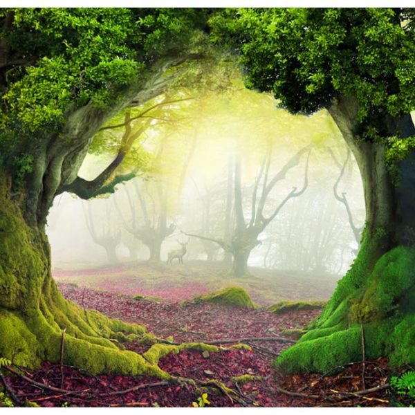 Fototapeta – Enchanted forest Fototapeta – Enchanted forest
