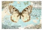 Fototapeta – Postcard with butterfly Fototapeta – Postcard with butterfly