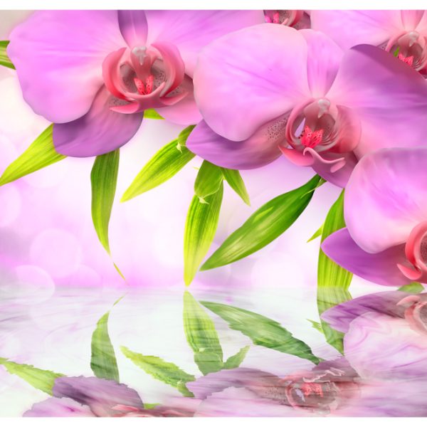 Fototapeta – Orchids in lilac colour Fototapeta – Orchids in lilac colour