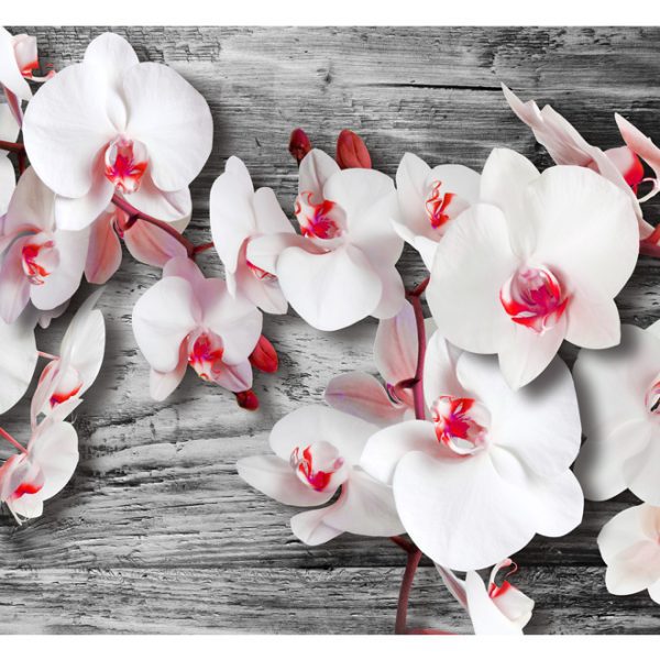 Fototapeta – Callous orchids Fototapeta – Callous orchids