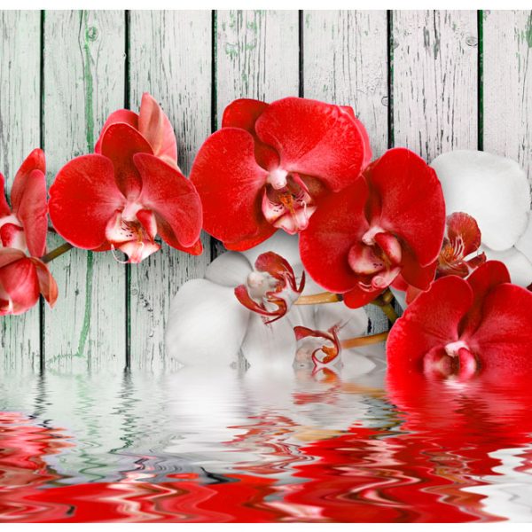 Fototapeta – Ruby orchid Fototapeta – Ruby orchid