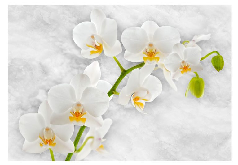 Fototapeta – Lyrical orchid – White Fototapeta – Lyrical orchid – White