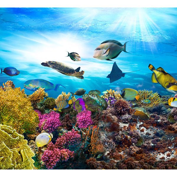 Fototapeta – Coral reef Fototapeta – Coral reef