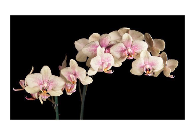 Fototapeta – Kvetoucí orchidej Fototapeta – Kvetoucí orchidej